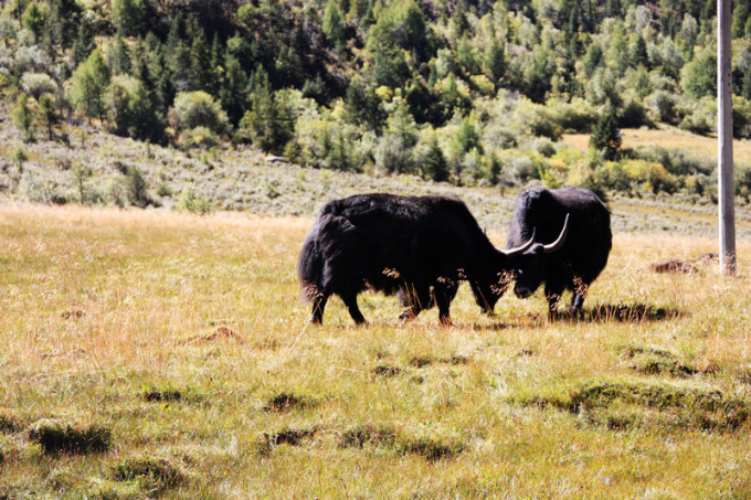 四不像正版+正版四不像凤凰,化学_UIL212.46皇极境