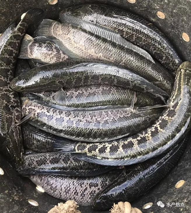 最新黑鱼价格,时代背景下的市场波动与影响