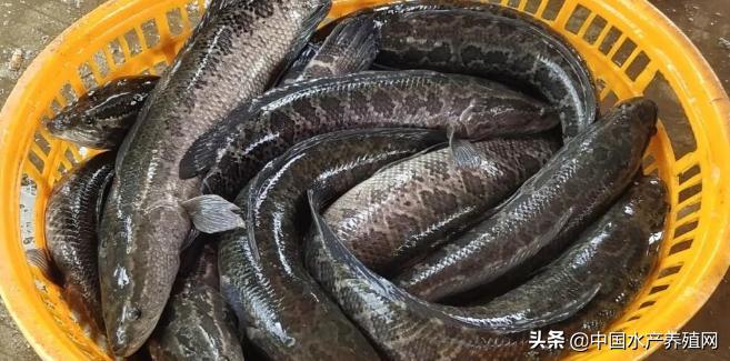 最新黑鱼价格,时代背景下的市场波动与影响