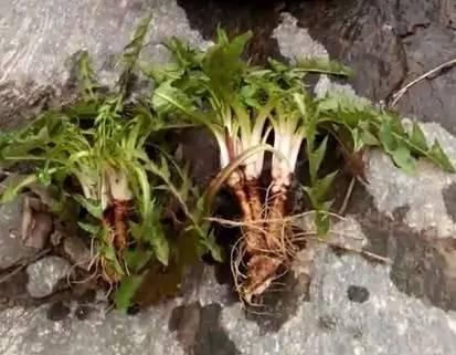 最新欧洲药典,观点阐述