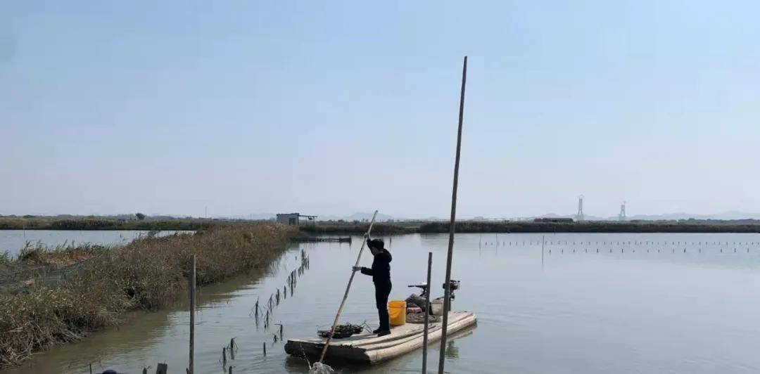 最新螺蛳拖网技术,引领水产养殖新时代