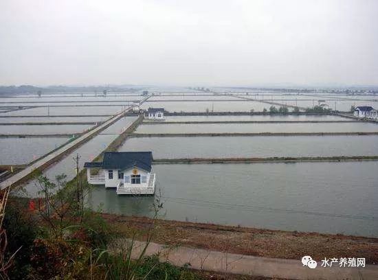 最新螺蛳拖网技术,引领水产养殖新时代