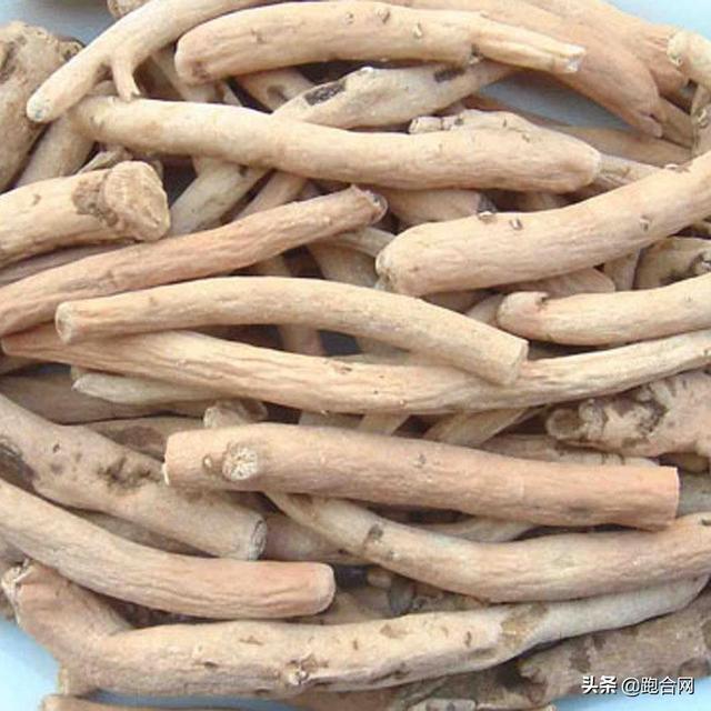 白芷最新行情分析