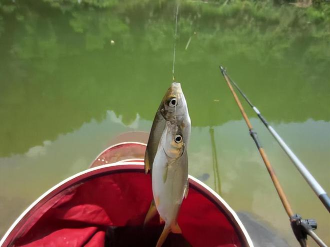 最新钓鱼饵料,掌握这些技巧,轻松成为钓鱼高手!