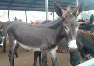 最新肉驴价格,一场关于友情与陪伴的温馨故事