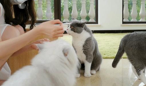 喂食猫直播,一个温馨时代的见证