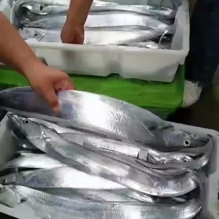 直播卖带鱼,科技赋能,新鲜直达,让生活更便捷!