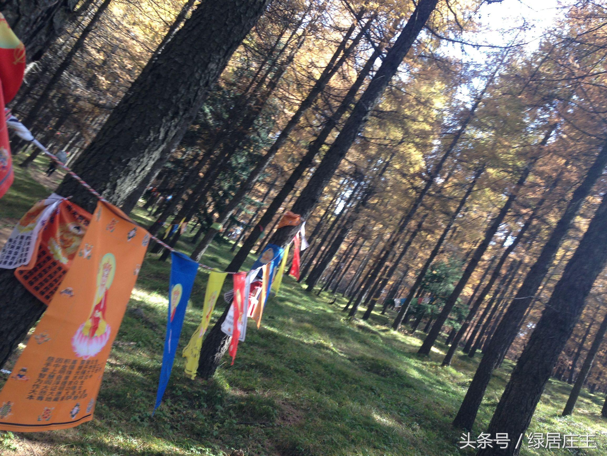 买手串直播,一场与自然的亲密接触,寻找内心的宁静之旅