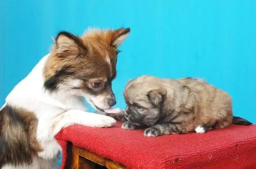 引蛇出洞 第6页