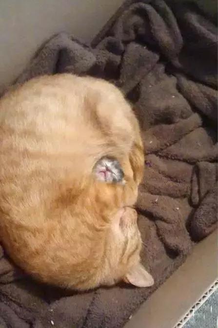 宠物直播课,如何学习与掌握宠物直播技能的全步骤指南