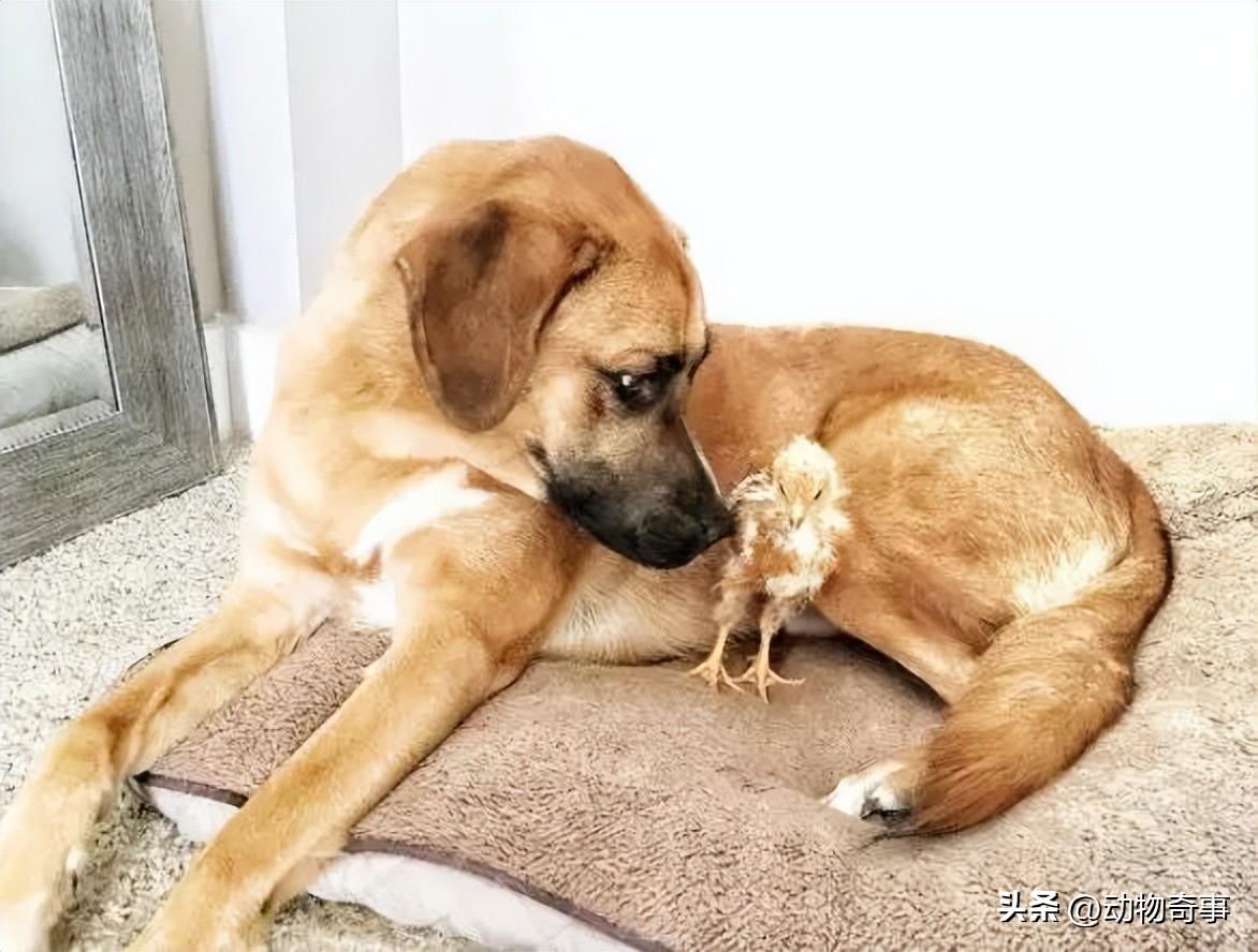 皮拖鞋直播,日常趣事与友情纽带