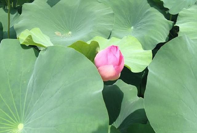 小红书分享醉酒男直播背后的故事,引人深思