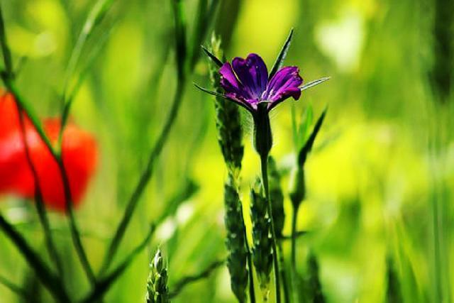 小红书分享醉酒男直播背后的故事,引人深思