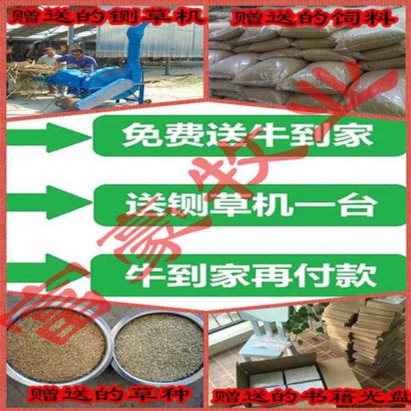 鲁西黄牛苗最新价格动态,变化中的市场与学习自信的力量