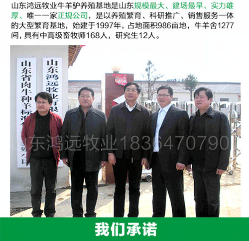 鲁西黄牛苗最新价格动态,变化中的市场与学习自信的力量