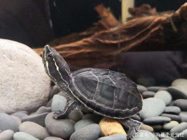 麝香龟直播,一路成长,自信与成就感的奇妙旅程