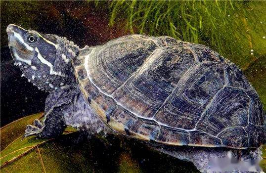 麝香龟直播,一路成长,自信与成就感的奇妙旅程