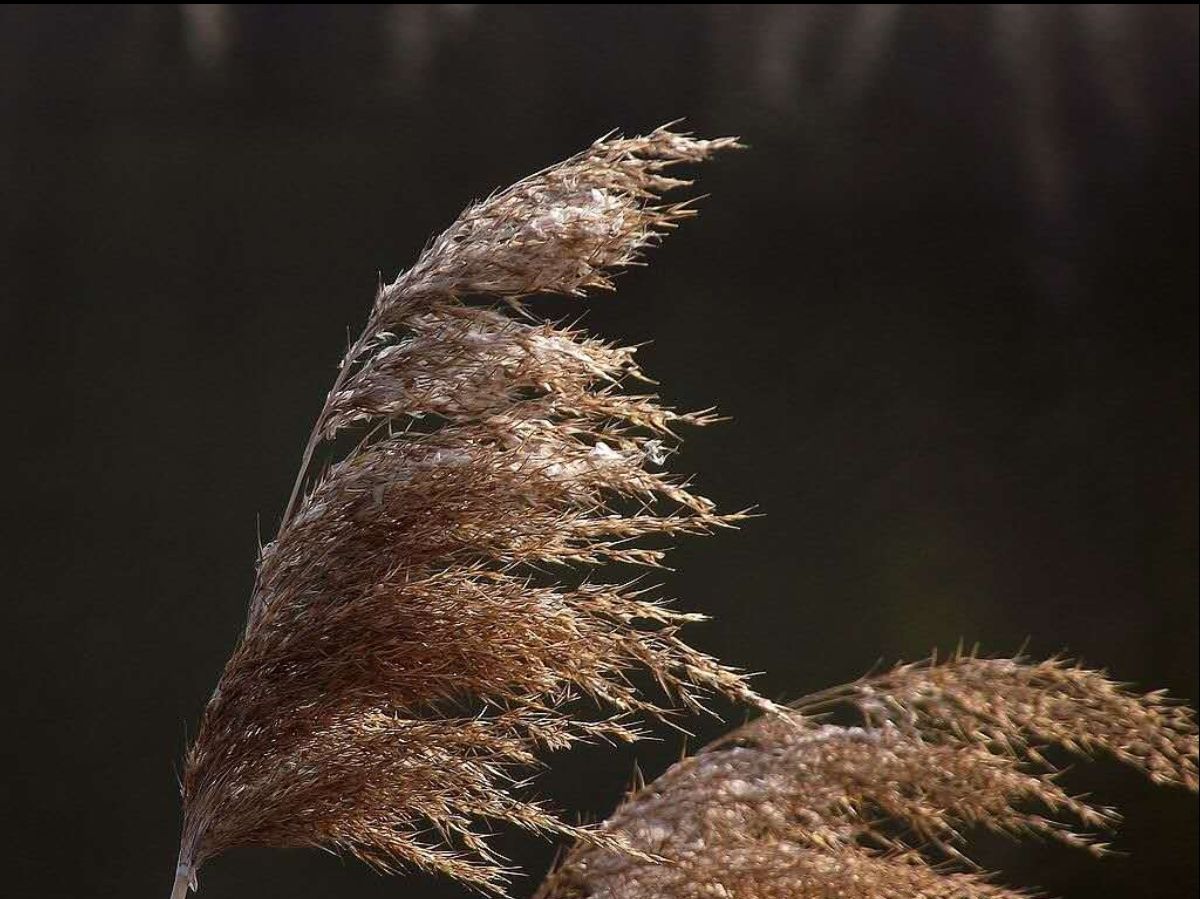 秋风寒最新作品制作步骤指南