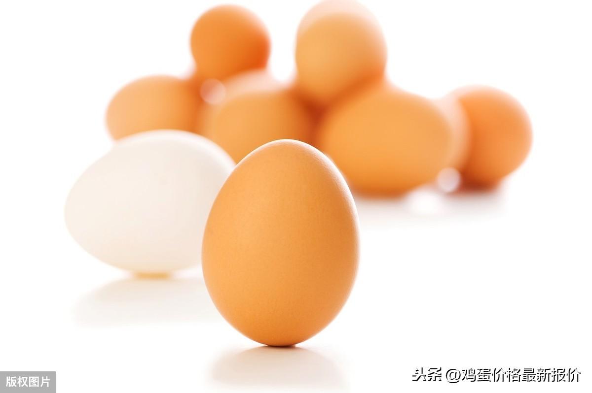 今日河南鸡蛋最新价格🥚🌹河南鸡蛋行情更新
