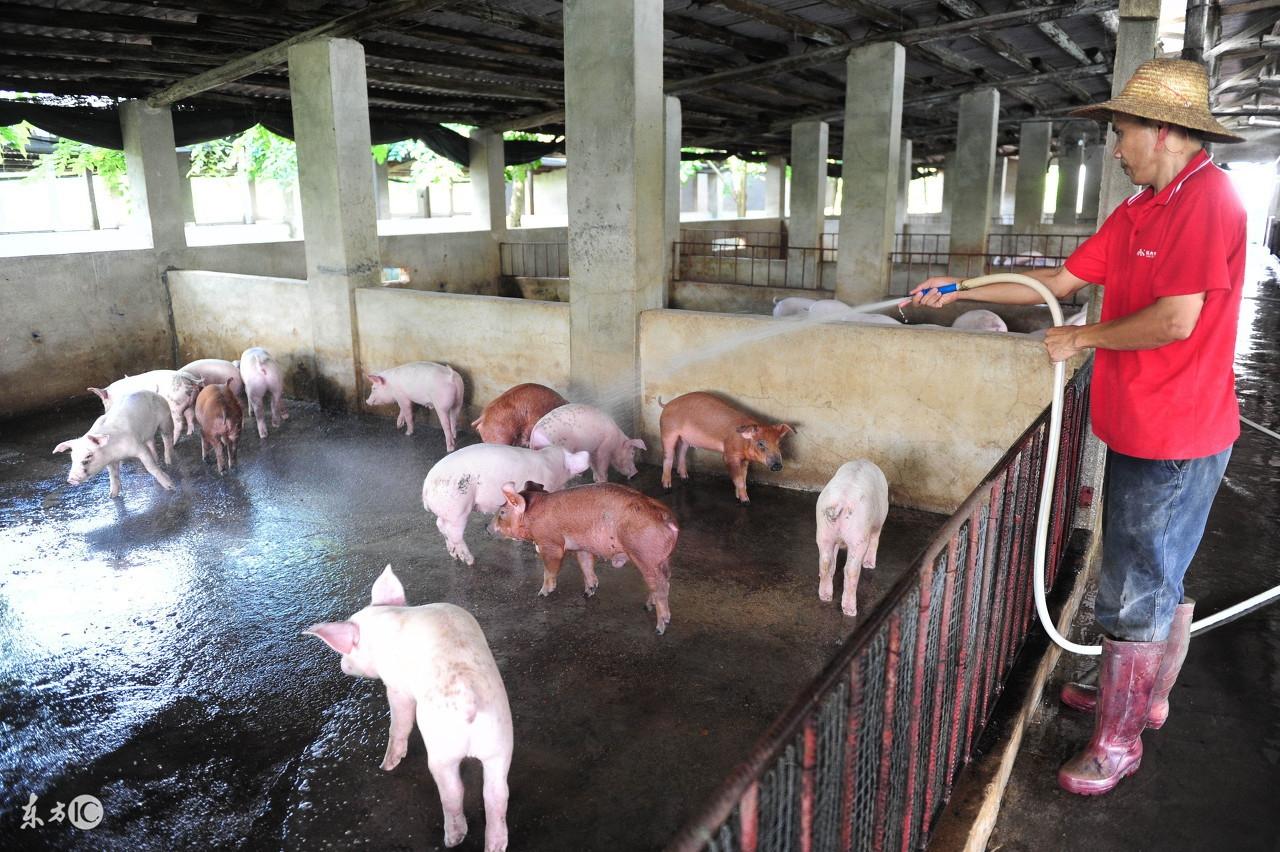 惠州生猪最新猪价,一场寻找内心平静的生态之旅