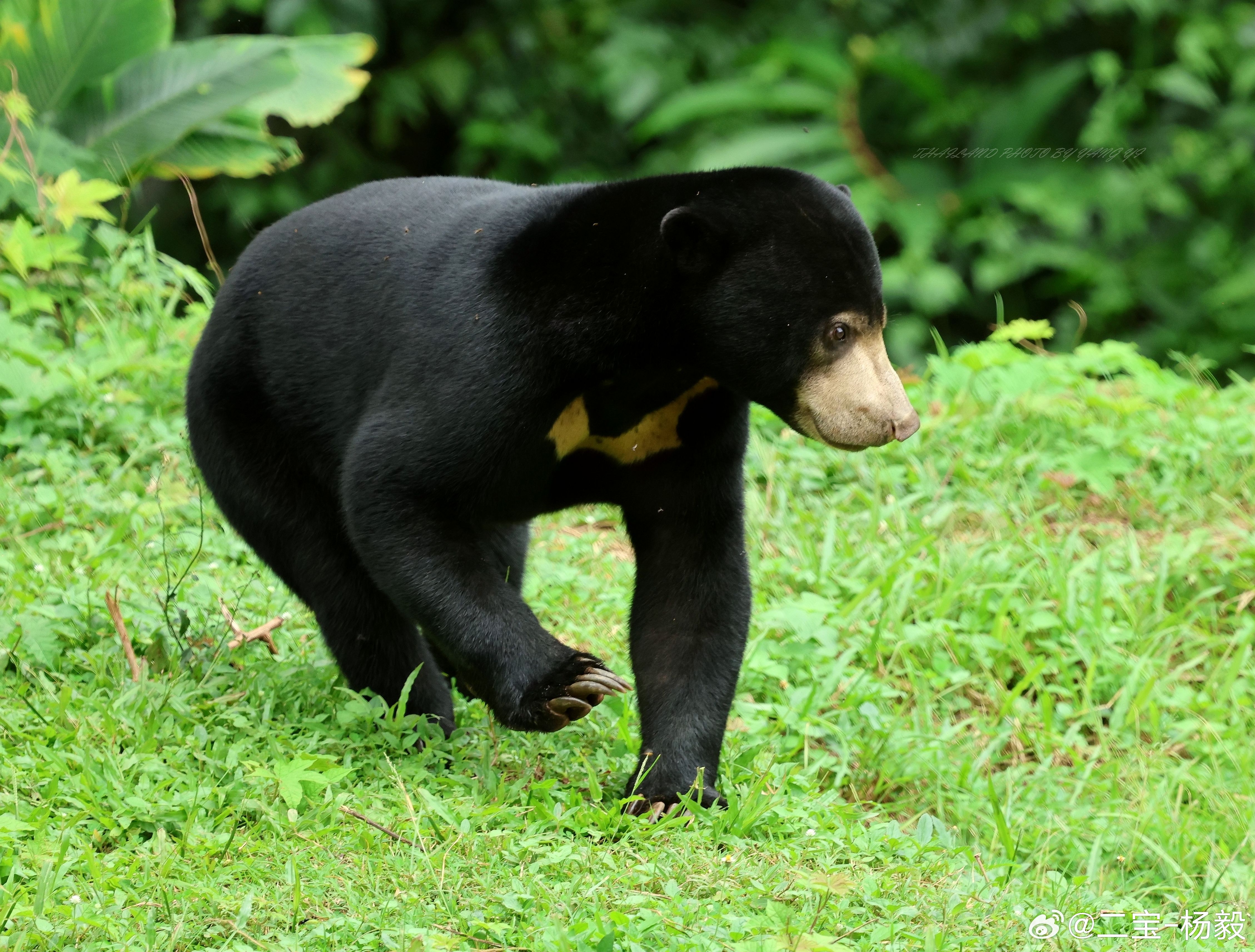 马来熊直播,探索神秘自然世界与珍稀动物的生活瞬间