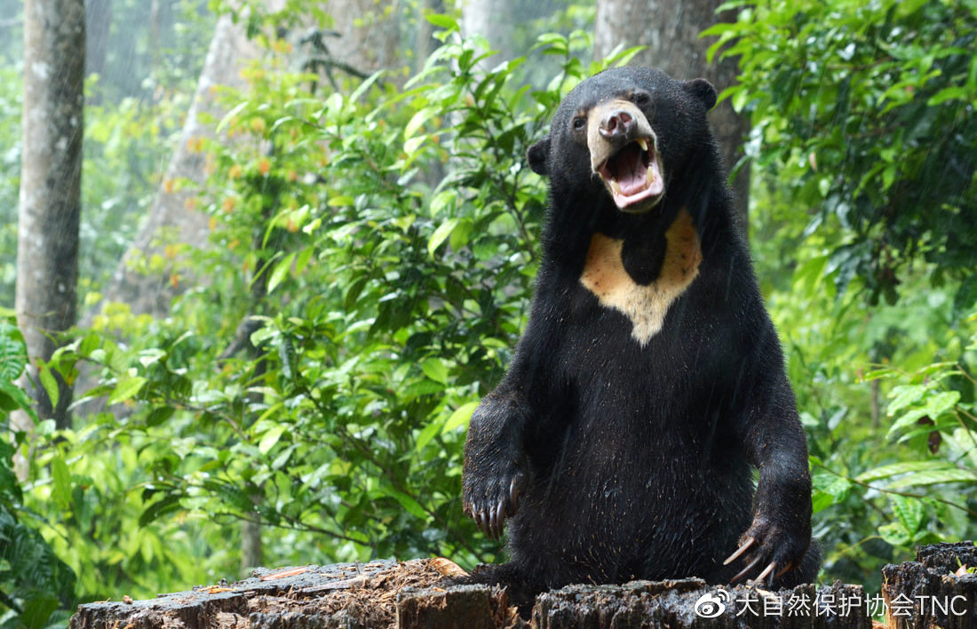马来熊直播,探索神秘自然世界与珍稀动物的生活瞬间