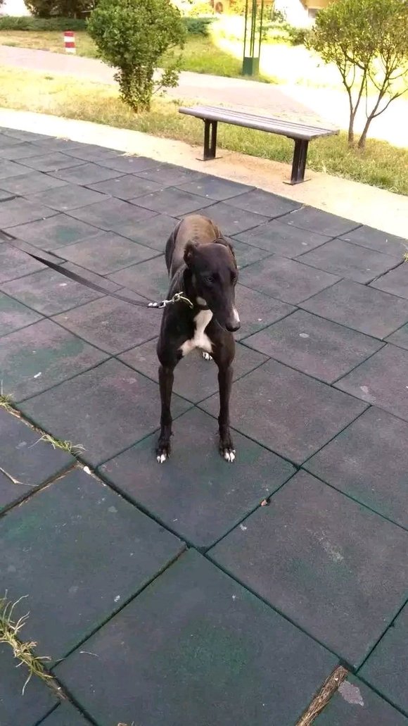 天津格力犬最新信息,自信与成就感的励志之旅