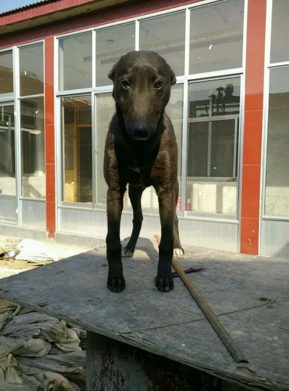 天津格力犬最新信息,自信与成就感的励志之旅