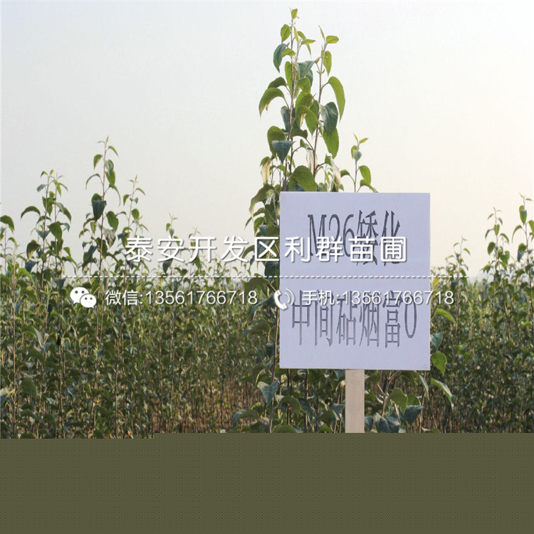 最新今日苗木求购信息,一棵苗木的成长故事与你的励志之旅