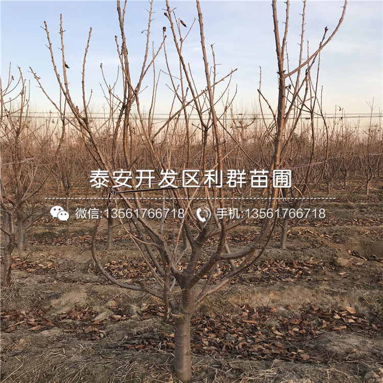 最新今日苗木求购信息,一棵苗木的成长故事与你的励志之旅