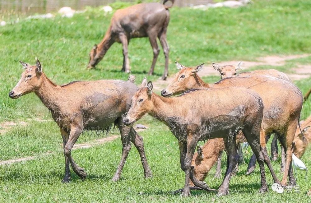 四不像正版+正版四不像,实践数据分析评估_KLT51.560VR版