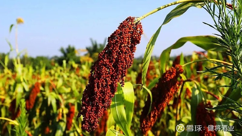 今日高粱价格最新报价,科技赋能,生活因高粱而精彩