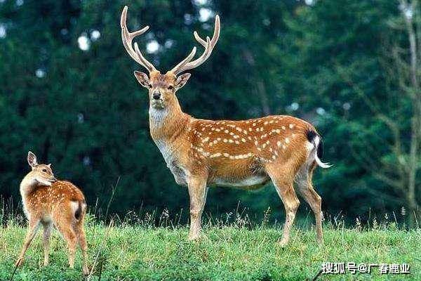 天天彩免费资料大全,实时更新解释介绍_XCN51.192目击版