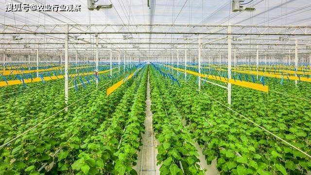 直播作物长势,直播作物长势,科技引领农业新时代