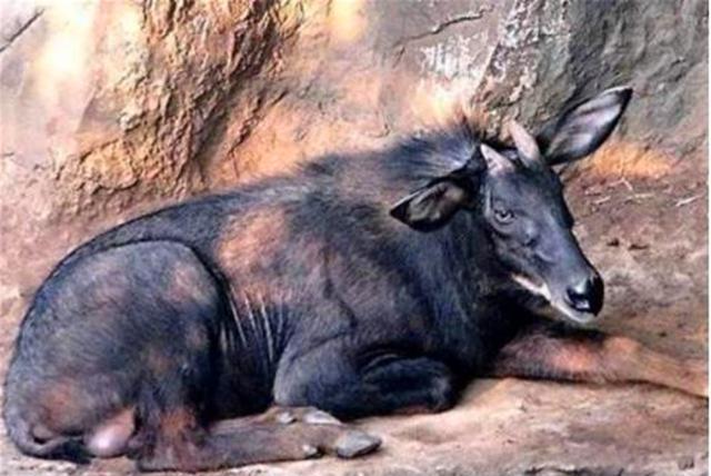 921212cc四不像凤凰,專家解析意見_LWC54.509瞬间版