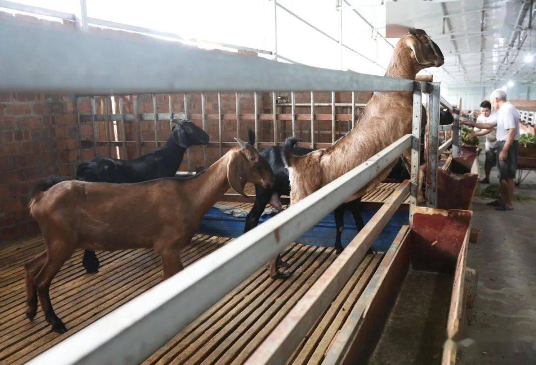 今晚四不像必中一肖图的特色功能,可靠执行操作方式_SLG51.846美学版