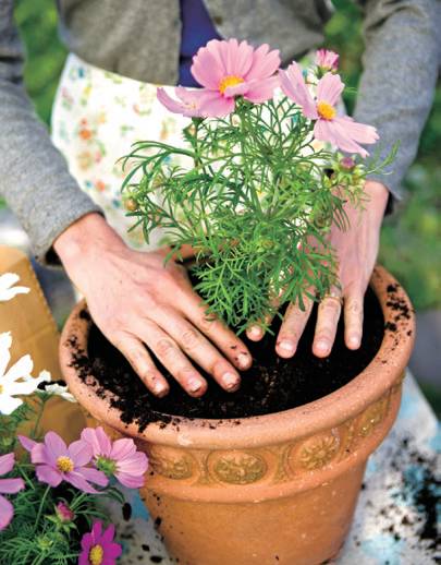 草花平台最新下载步骤指南