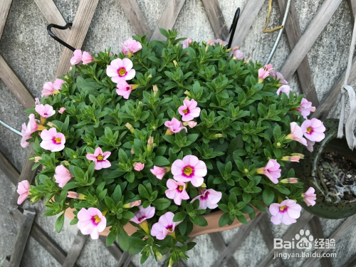 草花平台最新下载步骤指南