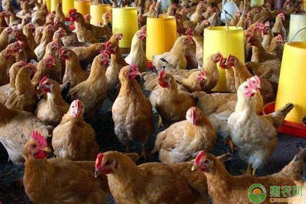 陕西淘汰鸡最新价格