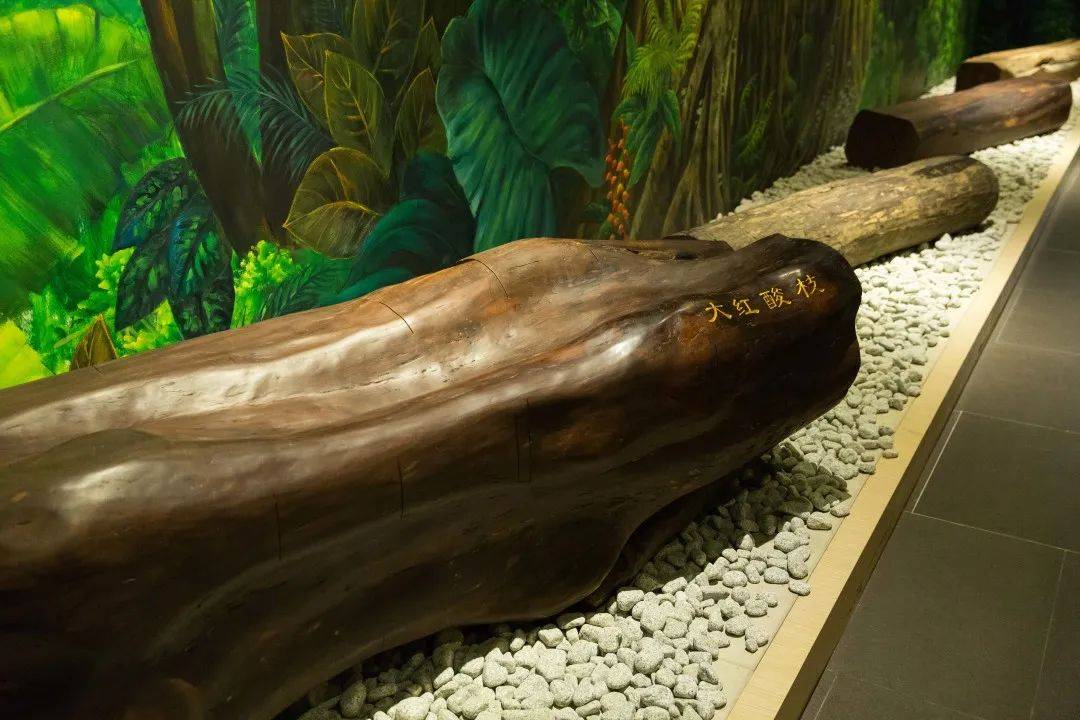 猪肉市场风云变幻,最新价格动态与自我成长之路