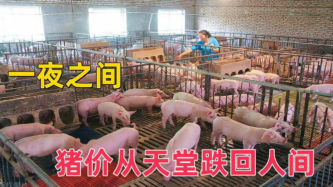 猪肉市场风云变幻,最新价格动态与自我成长之路