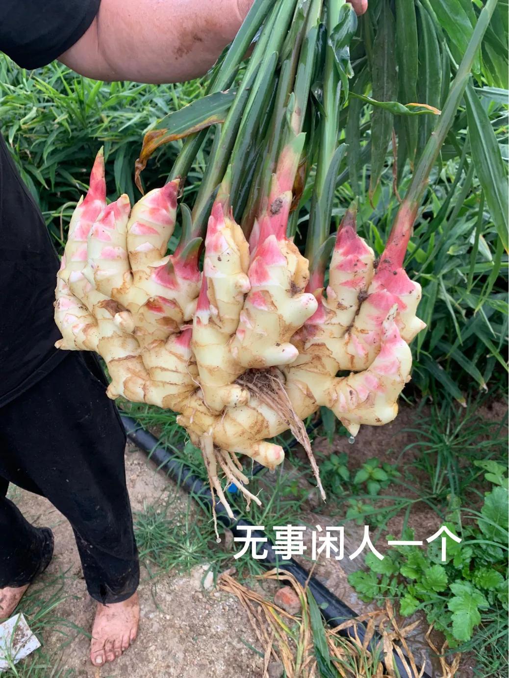 山东生姜最新价格走势,科技引领未来,生姜市场的新纪元