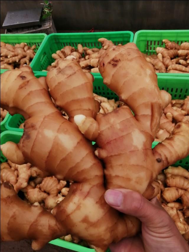 山东生姜最新价格走势,科技引领未来,生姜市场的新纪元