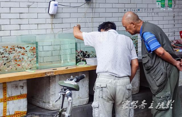 最新招夫妻养鱼工,探寻小巷中的特色小店