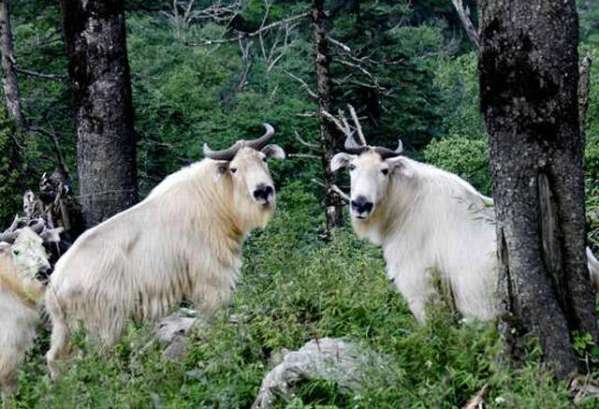 四不像正版+正版四不像,实时数据分析_KPV79.328薪火相传版