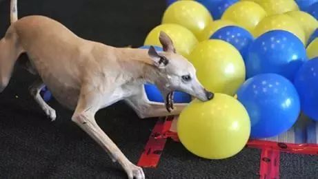 香港最准的100一肖中特,快速问题处理_NEK79.448零售版