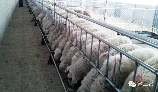 最新保育舍的建设,打造舒适、安全、高效的养殖环境