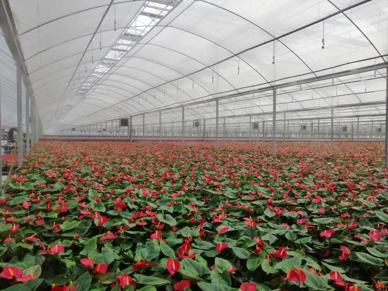 荆门公园里最新动态,一种多元视角的探讨