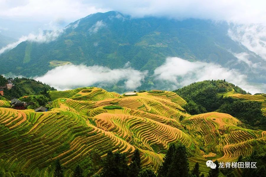 敖汉谷子最新价格,一场自然美景的旅行探索