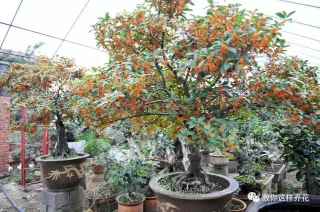 桂金贵最新门诊时间,小巷深处的特色医学之旅